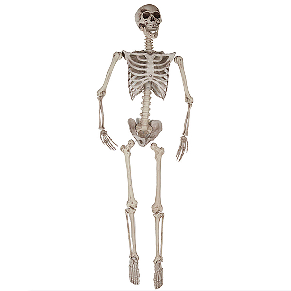 Esqueleto colgante de 1,65 metros